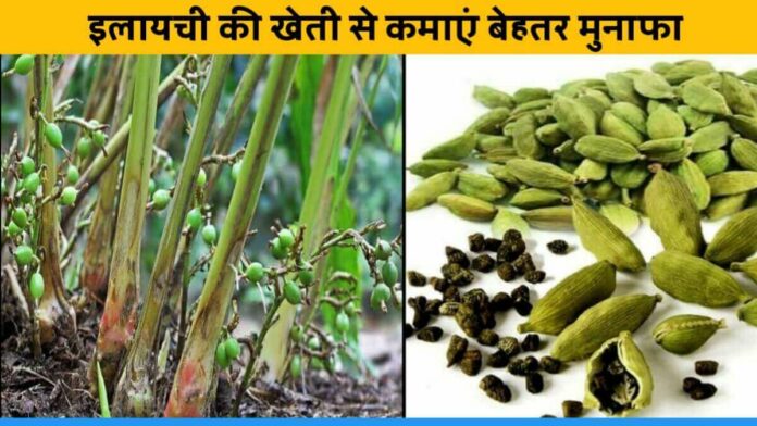 Earn Profit of lakhs of rupees from Cardamom Farming