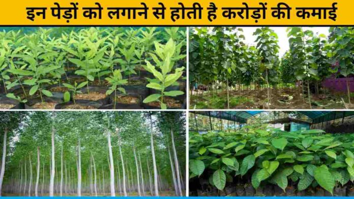 Crores are earned by planting these trees
