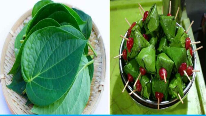 Excessive Consumption Of Betel Is Harmful For Health
