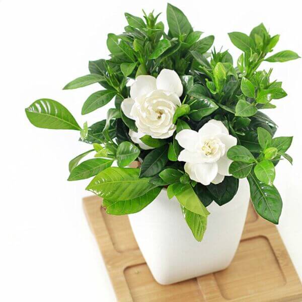 Gardenia best plants to make your garden fragrant
