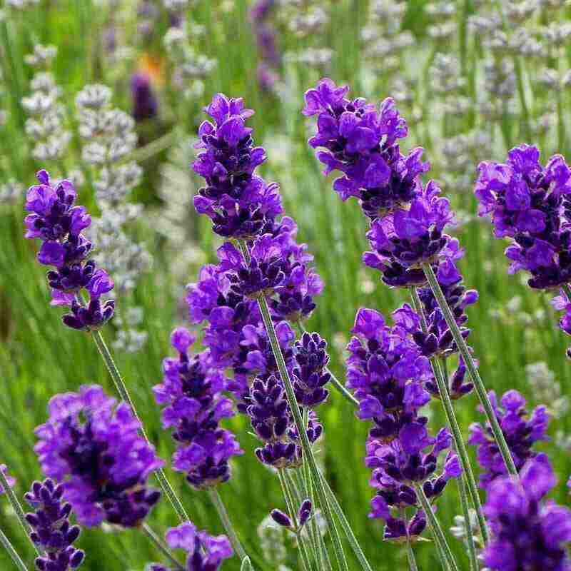 Lavender best plants to make your garden fragrant