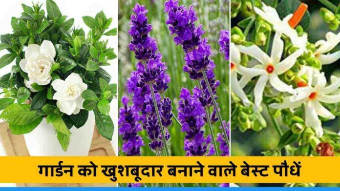 Five best plants to make your garden fragrant