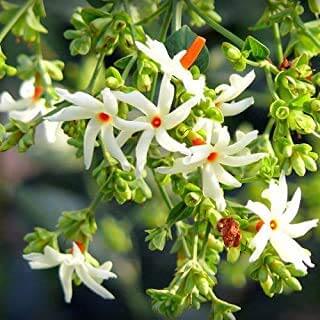 Night-Blooming Jasmine best plants to make your garden fragrant