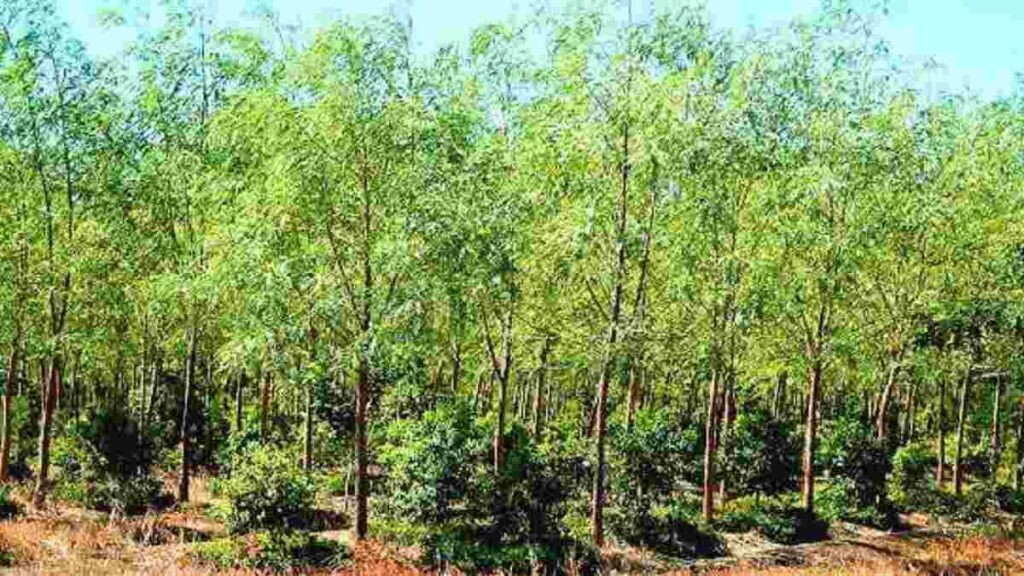 Good earning by planting sandalwood trees