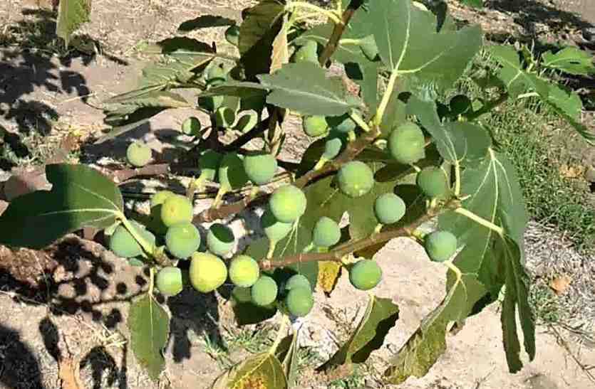 Gopal Sihag Is Earning Lakhs From Fig Cultivation