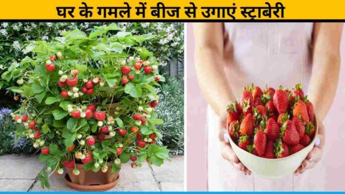 Grow Strawberry from Seed in a Home Pot