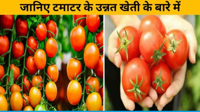 Know its different varieties for tomato cultivation