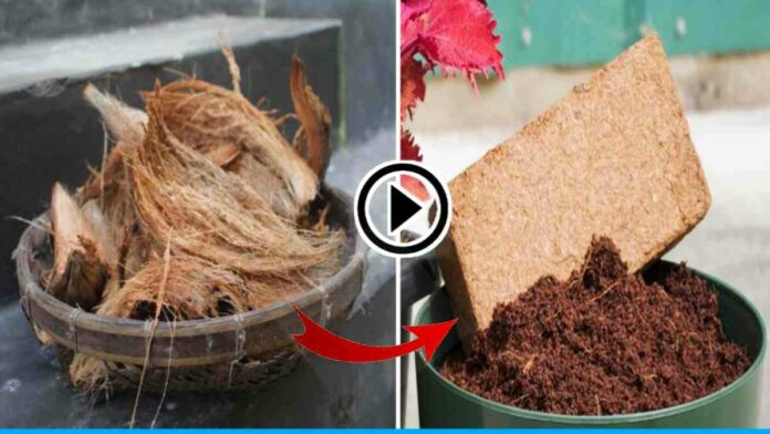 Make coconut at home with coconut peel