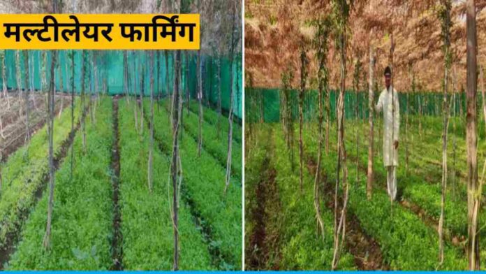Multi Layer Farming Which Gives More Profit To The Farmers