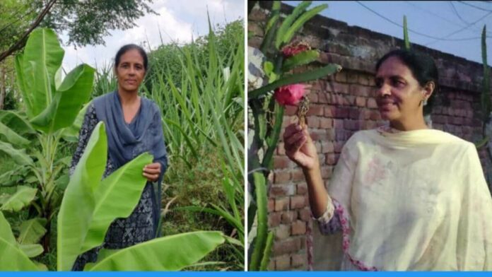 Rupindar Kaur started organic farming at the age of 54 and earns lakhs rupees annually