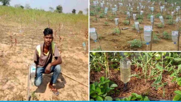 Tarun Gogoi used the drip method from a plastic bottle to irrigate plants