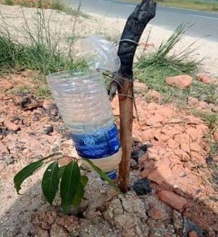 Tarun Gogoi used the drip method from a plastic bottle to irrigate plant