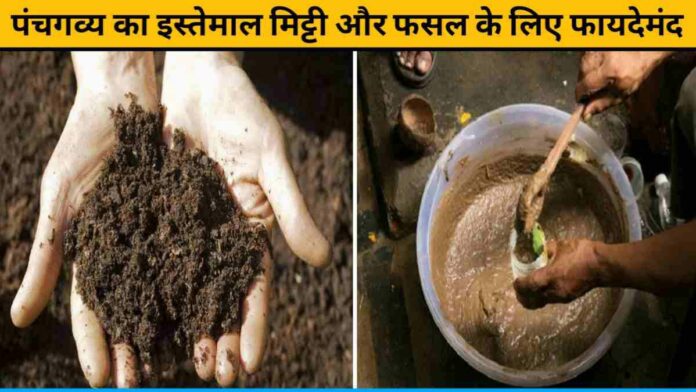 Use Of Panchagavya Is Very Beneficial For Soil And CropUse Of Panchagavya Is Very Beneficial For Soil And Crop
