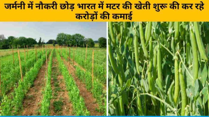 Ajeet Pratap left his job in Germany and earned crores by cultivating peas in India.