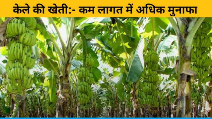 Banana Cultivation:- More profit in less cost