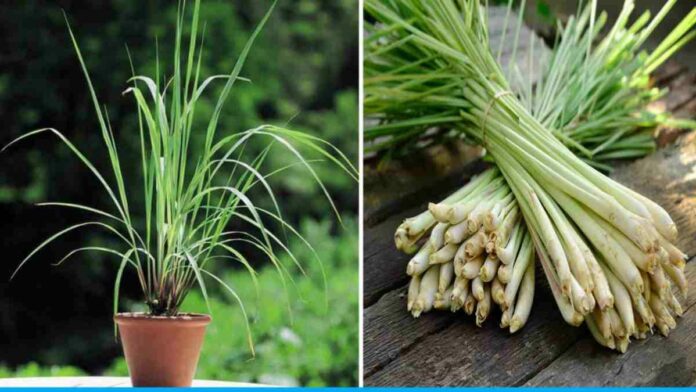 Best Fertilizer for Lemongrass and Tips for Growing It