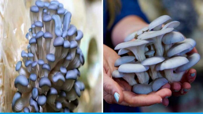 Blue oyster mushroom