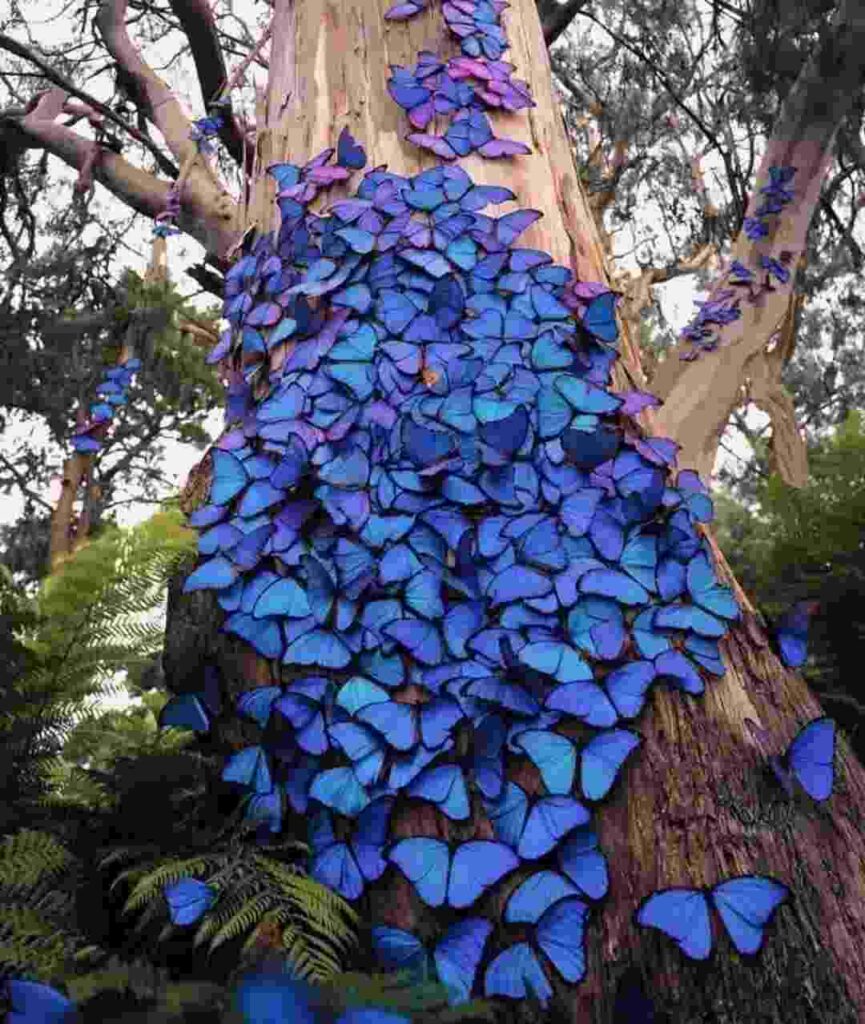 Know about Butterfly Forest Bisle Ghat in Karnataka, South India