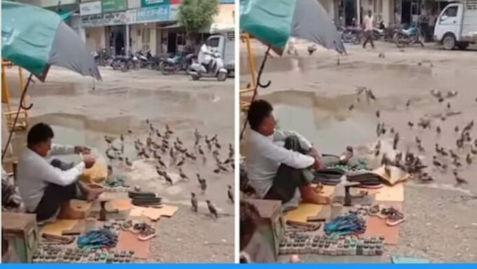 Viral Video of Cabbler Feeding Birds On the Roadside