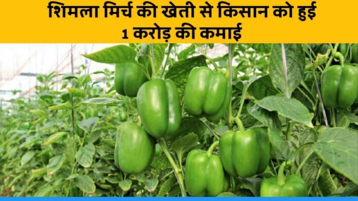 Uttar Pradesh Farmer Alok earns 1 Crore annually by Capsicum Farming