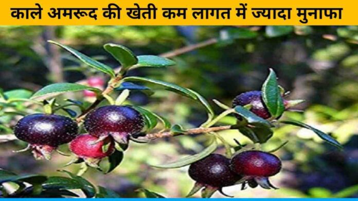 Cultivation of black guava more profit in less cost