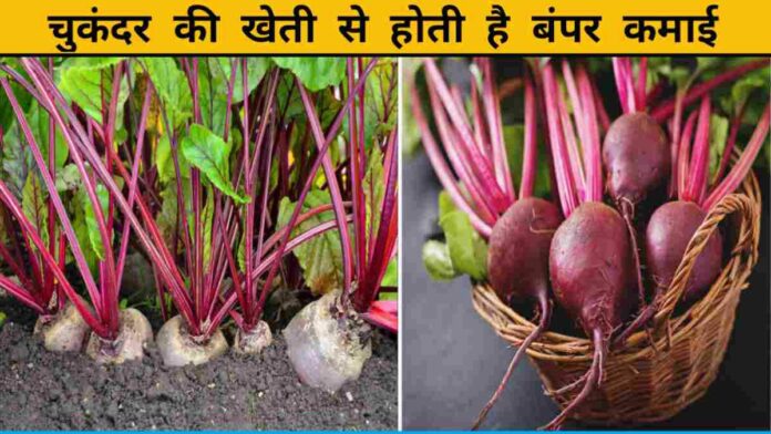 Earm Good Profit From Beetroot Farming