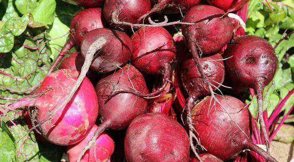 Earm Good Profit From Beetroot Farming