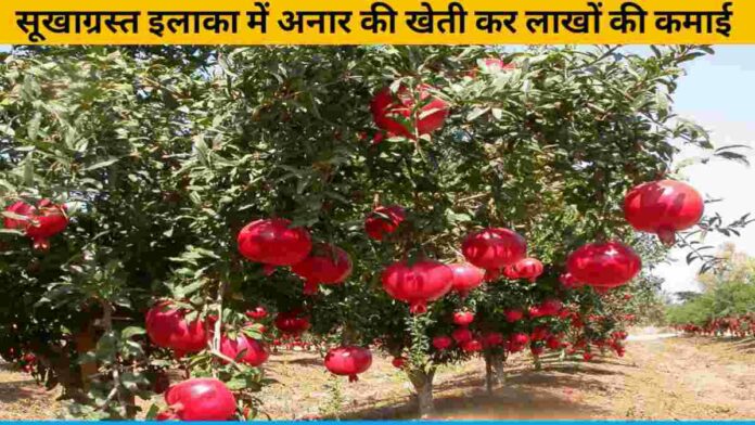Earning lakhs by cultivating pomegranate in drought-hit areas