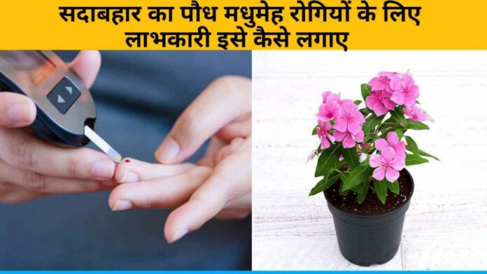 Evergreen plant beneficial for diabetics how to plant it