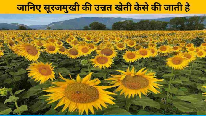 Farmers get good income from sunflower cultivation