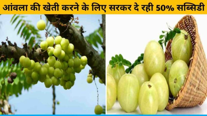 Government is giving 50% subsidies for Amla cultivation