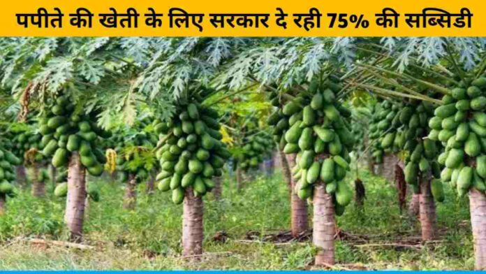 Government is giving 75% subsidy to earn good money from papaya cultivation