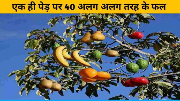 Grafting method prepared forty 40 types of fruit in a single tree