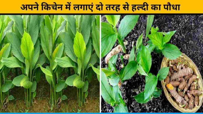 Grow Turmeric Plant In Two Ways