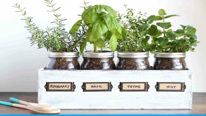 Grow them in the kitchen without soil, grow on these 5 herbs