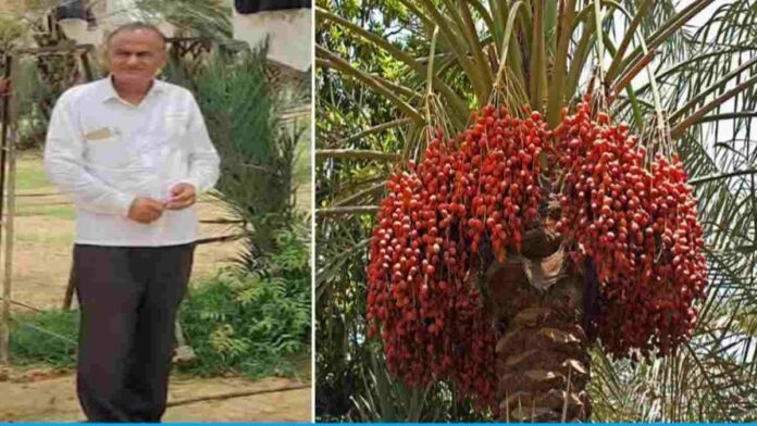 Kehraram Chaudhary is earning lakhs from organic and date palm farming