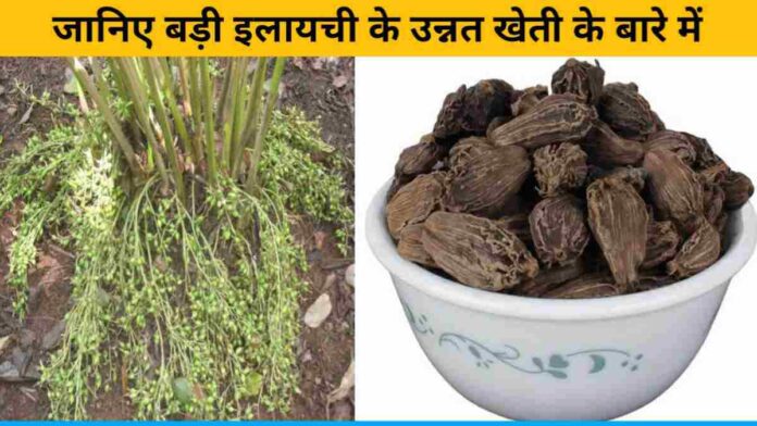 Know about the advanced cultivation of big cardamom