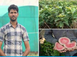 Mukesh Madaria Is Earning Millions By Selling Fruit Plant