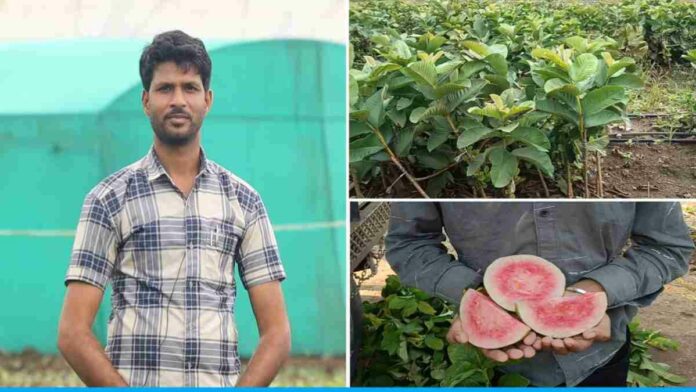 Mukesh Madaria Is Earning Millions By Selling Fruit Plant