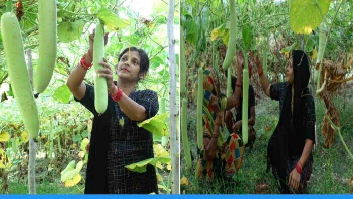 Kaushambi's Priti Singh left her job of textile designer and started vegetables farming.