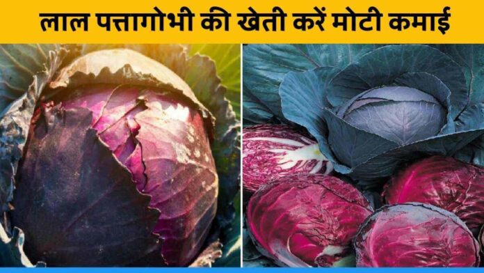 Farmers can earn better income by Cultivating Red Cabbage