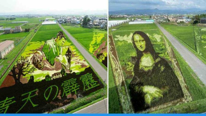 Viral Photos of Rice Paddy Artwork of Japan