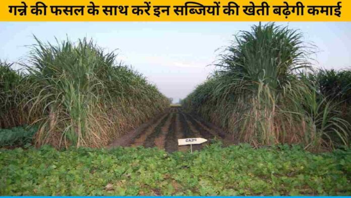 Sow These Vegetables Along With Sugarcane Crop