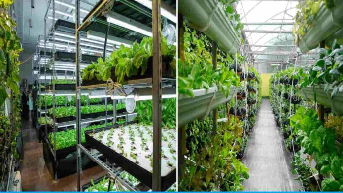 Urban Farming Is More Profitable Than Rural Farming