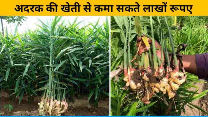 You Can Earn Lakhs Of Rupees By Cultivating Ginger
