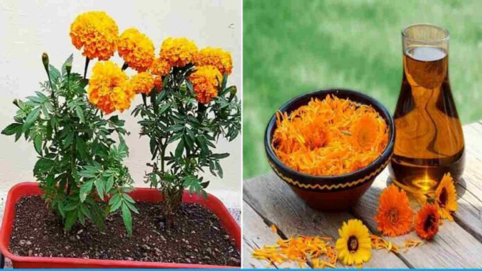 benefits of marigold flower and its leaves