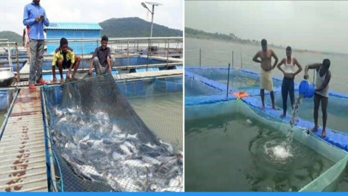 Farmers in Hazaribagh adopting cage culture technology for fish Farming