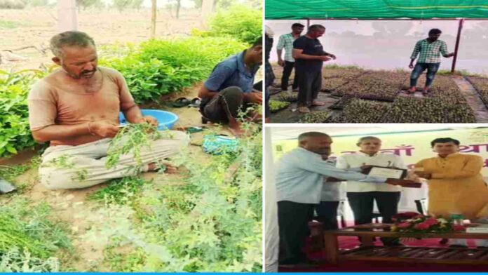 10th pass farmer Sitaram Sengwa is growing thousands of saplings in his fields