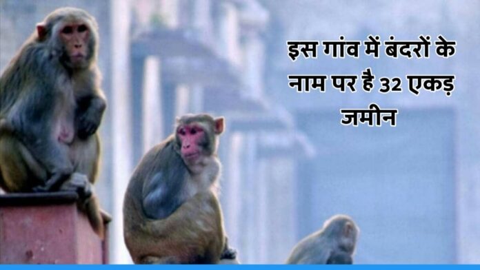 32 acres of land in the name of monkeys in Upla village of Maharashtra