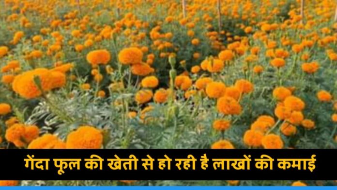 Bihar Siwan farmer Mohammad Shafiq earning lakhs from marigold flower cultivation